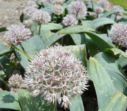 Allium karataviense (AL-lee-um car-uh-tav-ee-EN-see) Allium karataviense