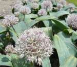Allium karataviense