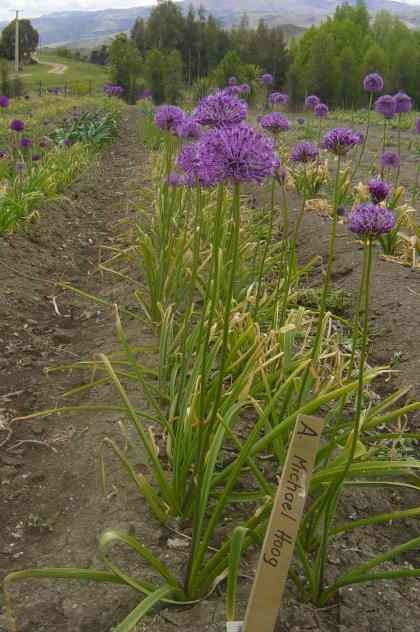 Allium 'Michael Hoog' (AL-lee-um) Allium 'Michael Hoog'