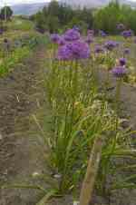 Allium 'Michael Hoog'