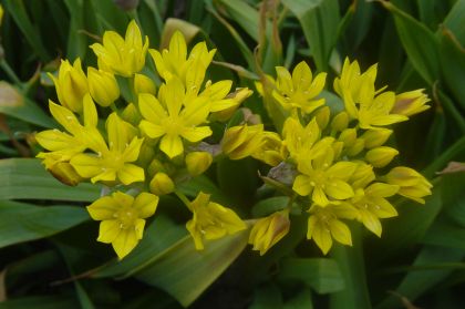 Allium moly (AL-lee-um MOL-lee) Allium moly