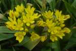 Allium moly