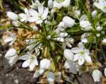 Allium neapolitanum