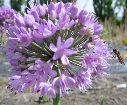 Allium nutans (AL-lee-um NEW-tinz) Allium nutans