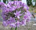 Allium nutans