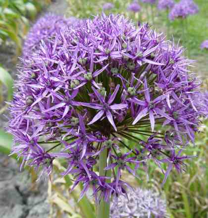 Allium 'Purple Haze' (AL-lee-um) Allium 'Purple Haze'