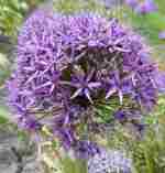 Allium 'Purple Haze'
