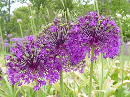 Allium hollandicum 'Purple Sensation' (AL-lee-um hol-LAN-dih-kum) Allium 'Purple Sensation'