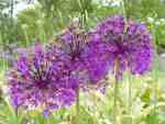 Allium hollandicum 'Purple Sensation'