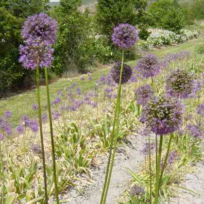 Allium rosenbachianum (AL-lee-um roh-zen-bark-ee-AH-nim) Allium rosenbachianum