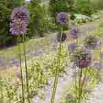 Allium rosenbachianum