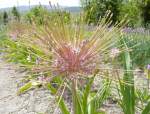 Allium schubertii