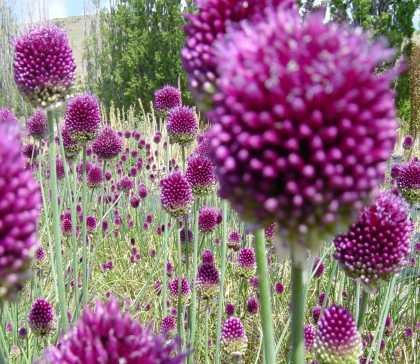 Allium sphaerocephalon, happily multiplying Allium sphaerocephalon