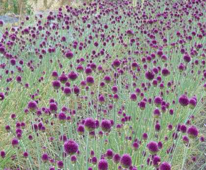 Allium sphaerocephalon (AL-lee-um sfair-oh-SEF-uh-lon) Allium sphaerocephalon