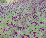 Allium sphaerocephalon