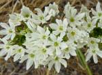 Allium subhirsutum