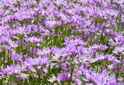 Broad sweeps of Allium unifolium Allium unifolium