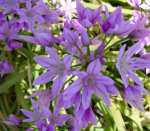 Allium unifolium