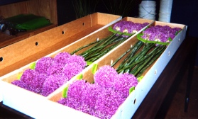 Allium giganteum packed for export Allium giganteum packed for export