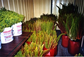 Foxtails in the Chiller Foxtails in the Chiller