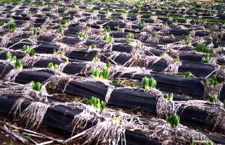 Eremurus emerging Eremurus Emerging