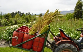 Foxtail Lily harvest Eremurus harvest