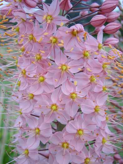 Eremurus robustus (air-ee-MEW-rus ro-BUHS-tuhs) Eremurus robustus