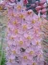 Eremurus robustus