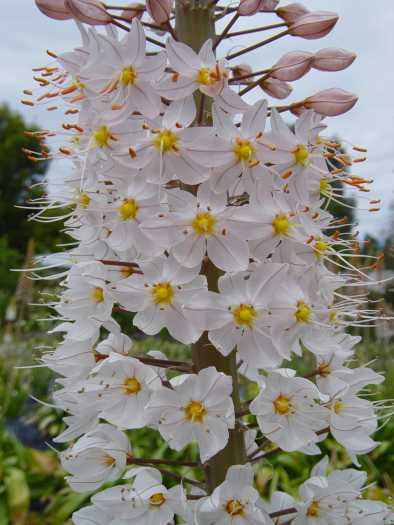 Eremurus Ruiter hybrid (air-ee-MEW-rus RAY-tur) Eremurus Ruiter hybrid (White)