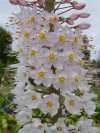 Eremurus Ruiter hybrid (White)