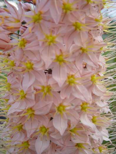 Eremurus Shelford hybrid (air-ee-MEW-rus SHELL-fid) Eremurus Shelford hybrid (Apricot)