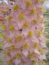 Eremurus Shelford hybrid (Apricot)