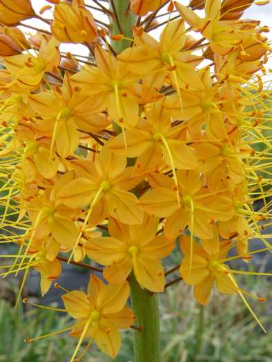 Eremurus Shelford hybrid (air-ee-MEW-rus SHELL-fid) Eremurus Shelford hybrid (Orange)