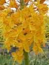 Eremurus Shelford hybrid (Orange)