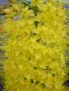 Eremurus Shelford hybrid (Yellow)