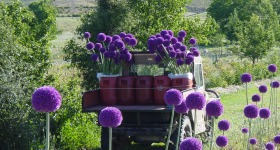 Allium giganteum harvest Giganteum harvest