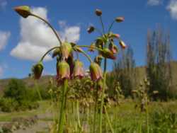 Nectaroscordum siculum