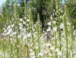 Ornithogalum arcuatum