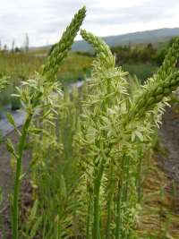Ornithogalum pyrenaicum