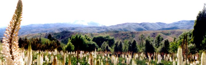 Foxtail at Bannockburn