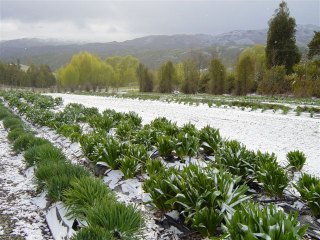 Eremurus in the snow Eremurus in the snow