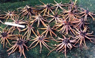 Eremurus spider roots Eremurus spider roots
