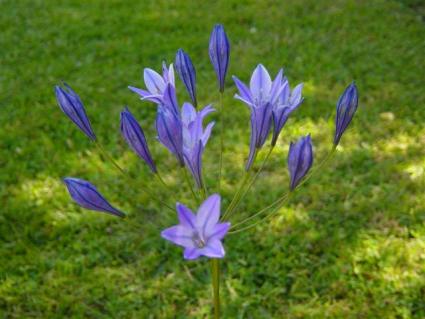 Triteleia laxa (trit-ah-LEE-ah LACKS-ah) Triteleia laxa