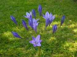 Triteleia laxa