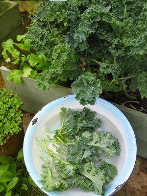 Curly kale borage and oregano Curly kale borage and oregano