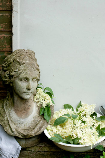 Elderflowers 0004