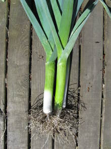 First leeks