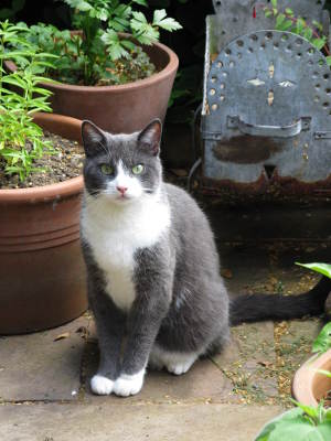 Guardian of the Lemon Verbena Guardian of the Lemon Verbena