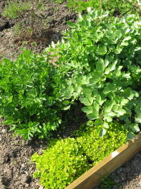 Lovage the allotment