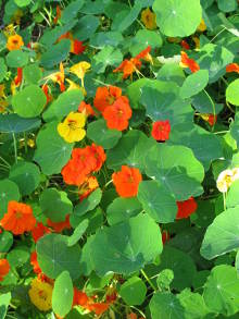 Orange salad